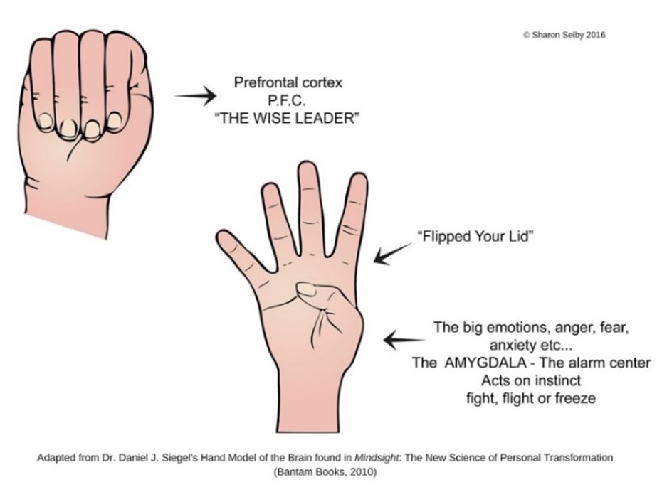 Flipping the lid” – What really happens when we lose control of